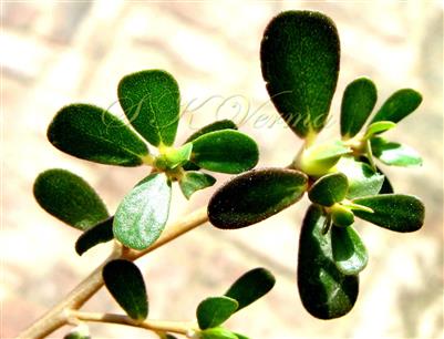  Leaves